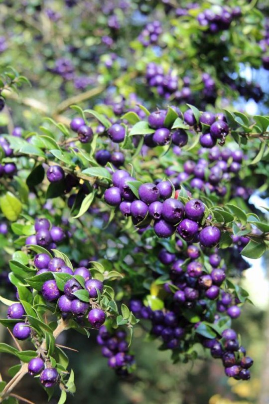 Chilei tüskés mirtusz - Rhaphithamnus spinosus